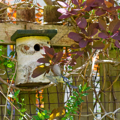Blue Tit flying away
