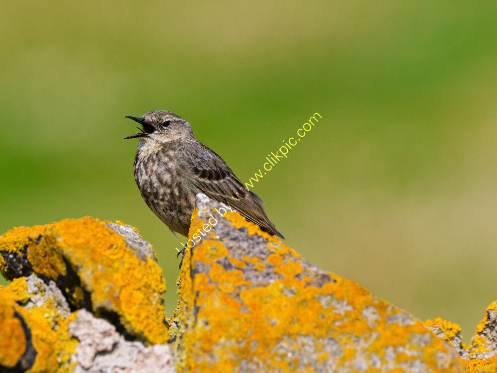 Rock Pipit