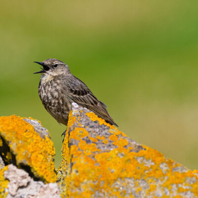 Rock Pipit