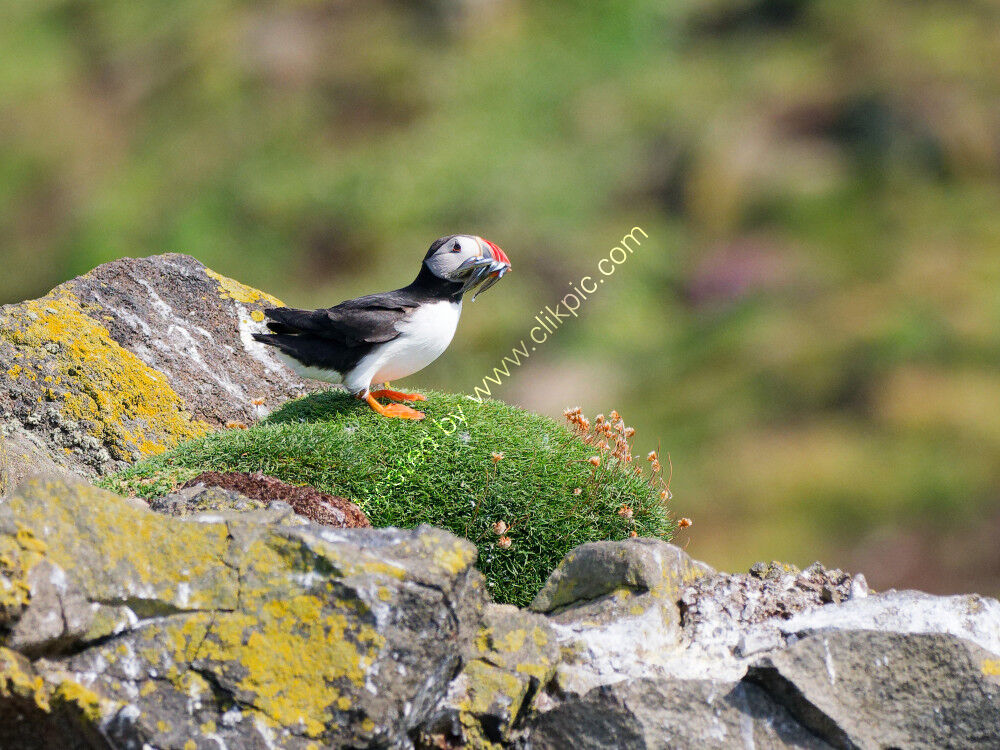 Puffin with sand eels