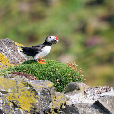 Puffin with sand eels