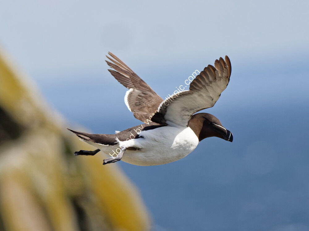 Razorbill in flight