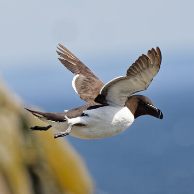 Razorbill in flight