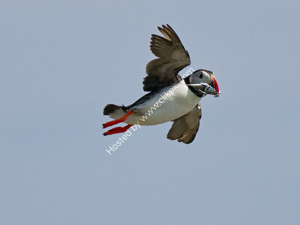 Bringing home the meal