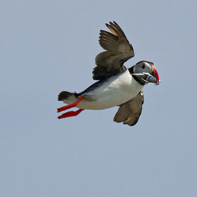 Bringing home the meal