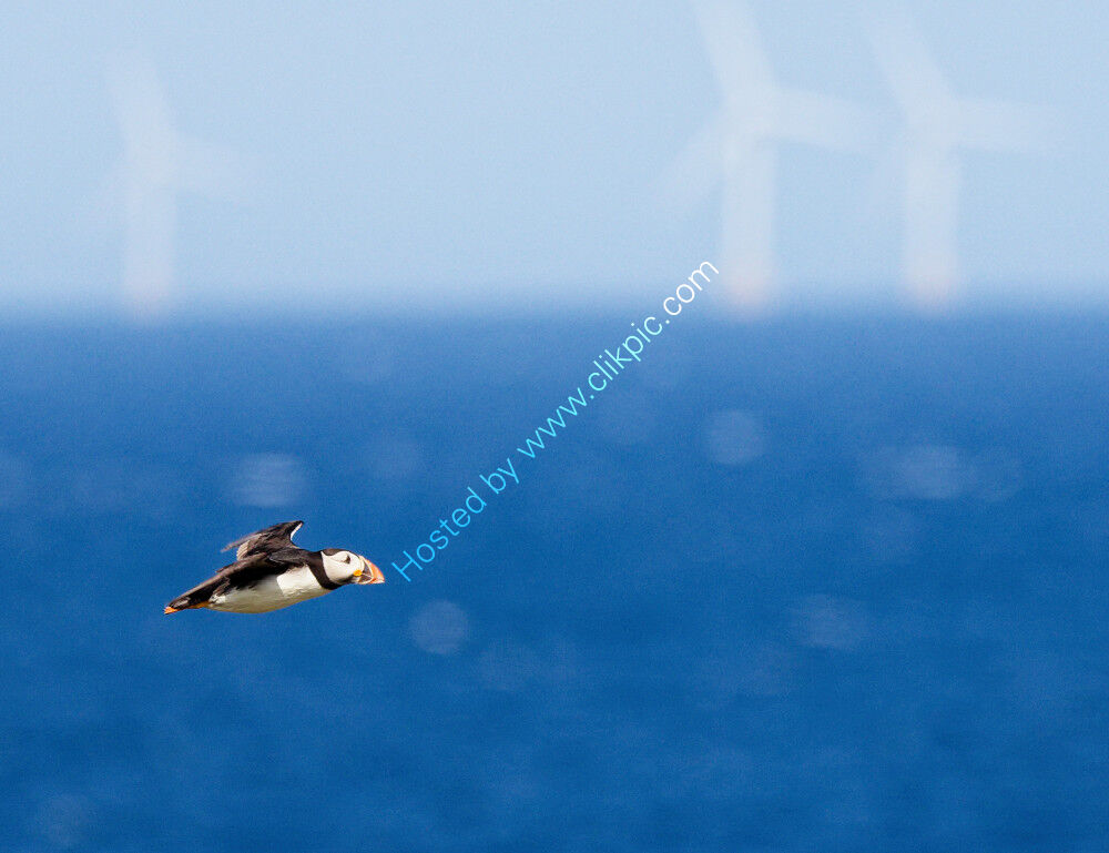 Puffin in flight against backdrop of wind turbines
