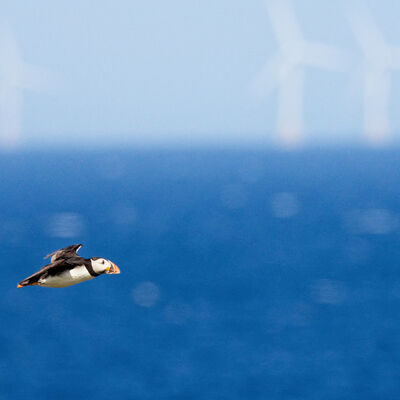 Puffin in flight against backdrop of wind turbines