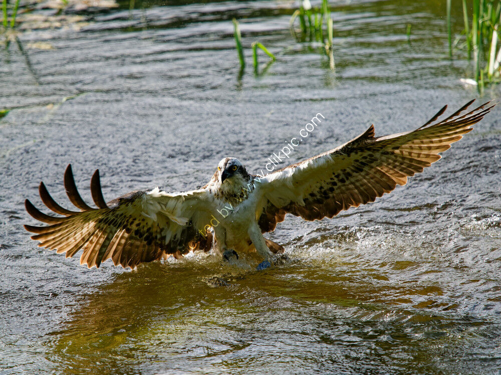 Osprey fishing