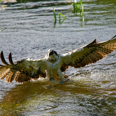 Osprey fishing