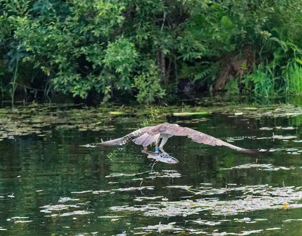 Osprey with catch, flying away