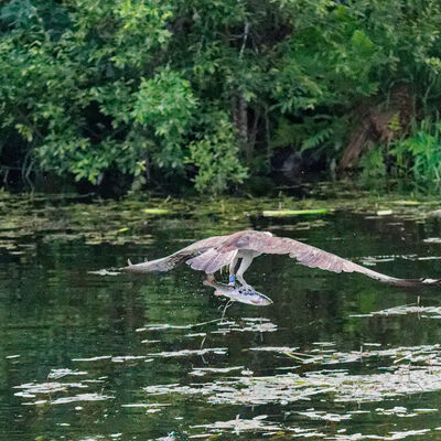 Osprey with catch, flying away