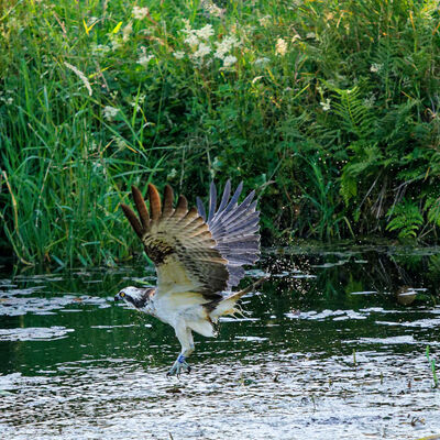 Unsuccessful fishing trip