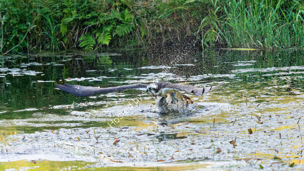 Osprey attempting to fly off with fish