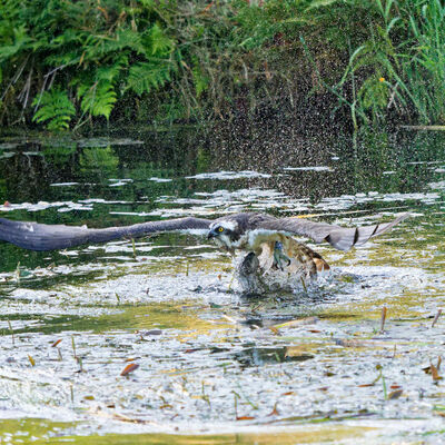 Osprey attempting to fly off with fish