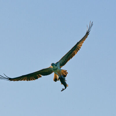 Osprey in the sky with fish