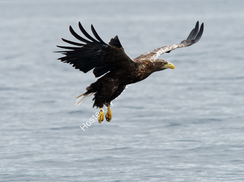 Sea Eagle on approach