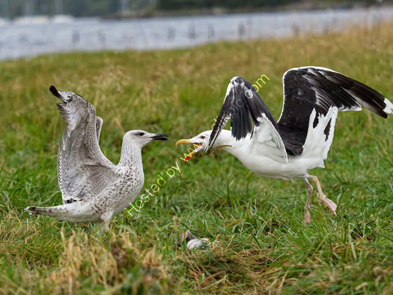 Squabble over food