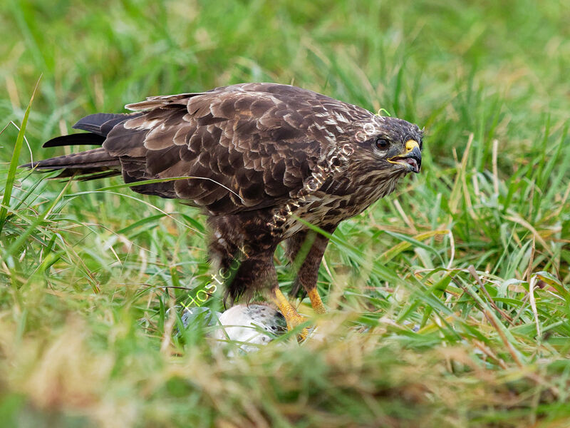 Close up of Buzzard