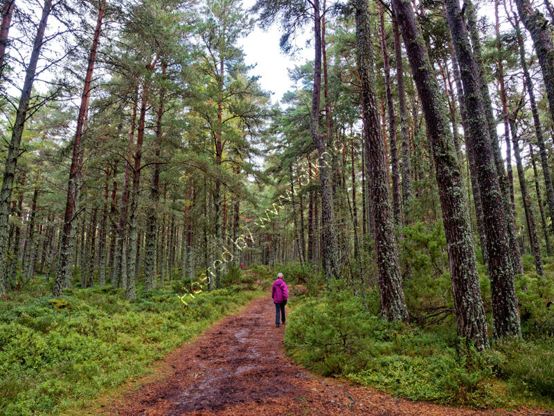 Woodland walk