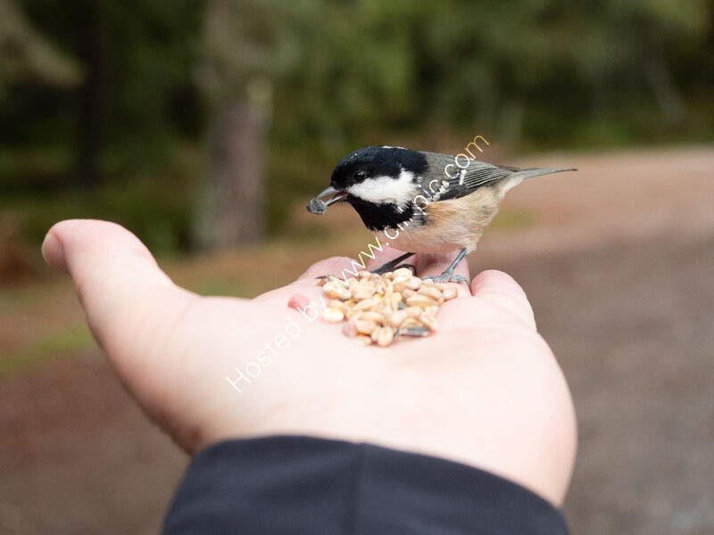 Handy bird-feeder