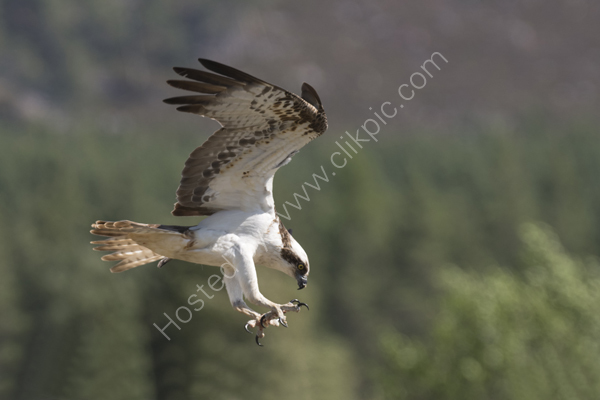 Osprey flying down