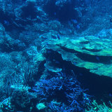 The Great Barrier Reef