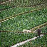 Working the fields