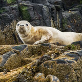 Grey Seal Pup