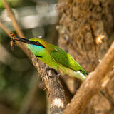 Green Bee Eater