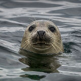 Grey Seal