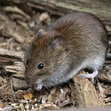 Bank vole