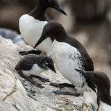Guillemot