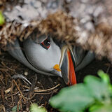 Puffin