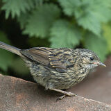Young Dunnock