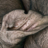 A right pig's ear