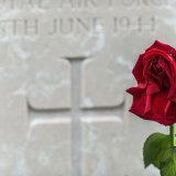 Normandy Rose