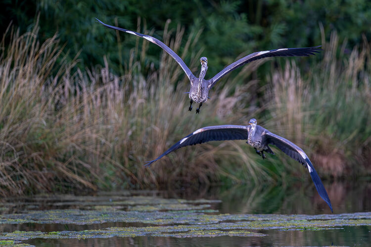Herons