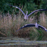 Herons