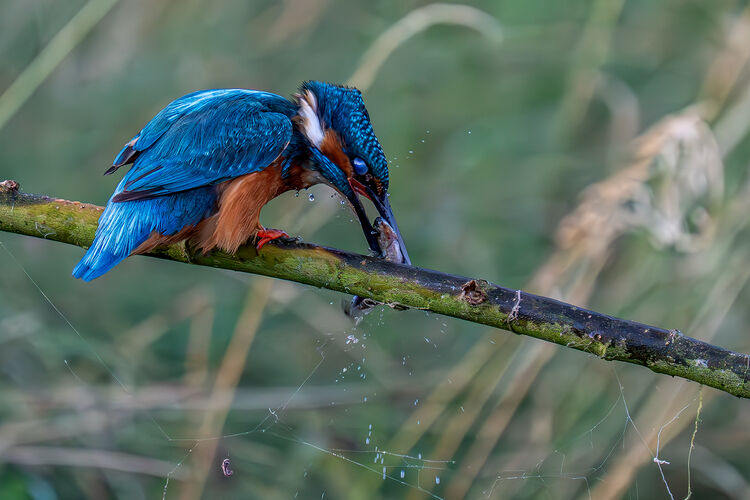 Kingfisher