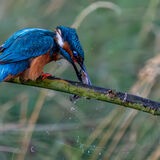 Kingfisher