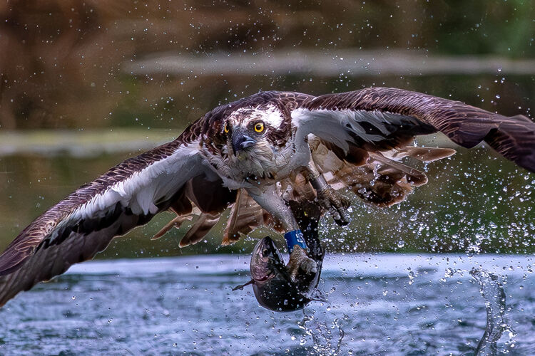 Osprey