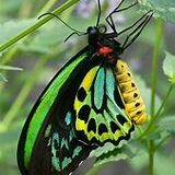Cairns Birdwing