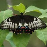 Chequered Swallowtail