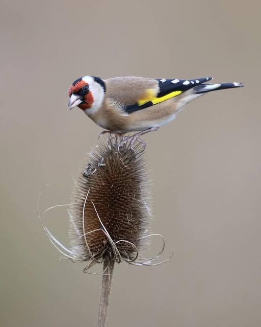 ''Gold Finch''