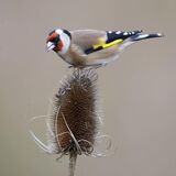''Gold Finch''