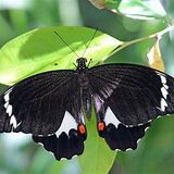 Orchid Swallowtail