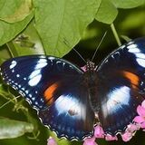 Varied Eggfly