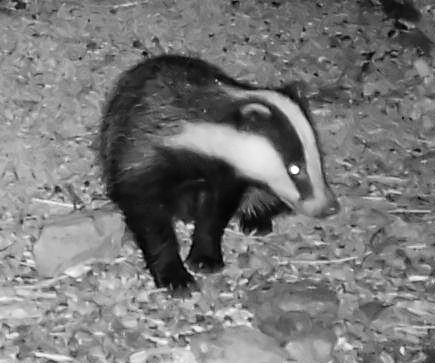 Badger taken with an IP camera