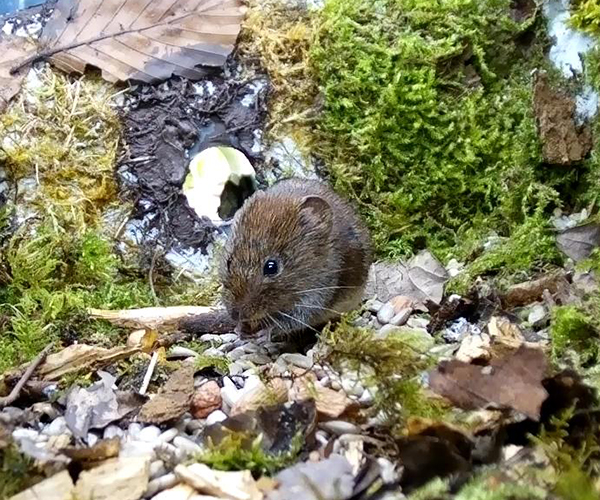 Bank vole