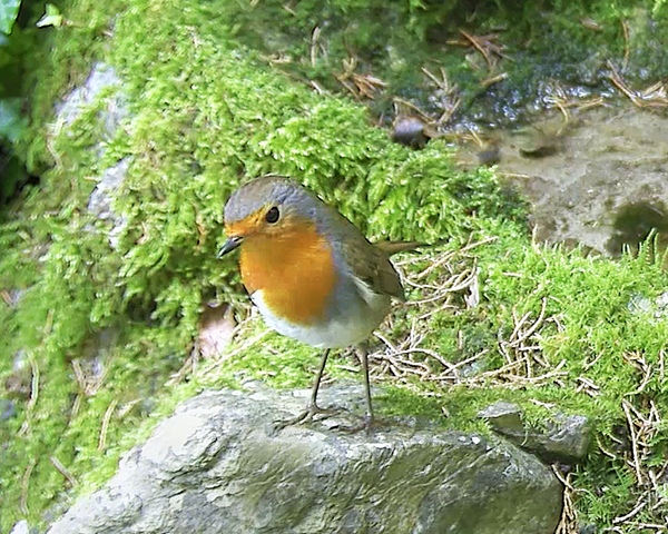 Curious robin